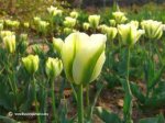 green tulips small.jpg