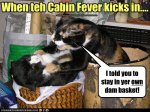 Catcabinfever.jpg