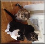 ColdKitties.JPG
