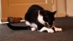 blame in on the 'nip.jpg
