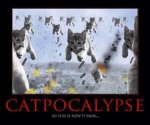 catpocalypse.jpg