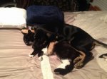 Eeyore and Estes Spooning (640x480) (400x300).jpg