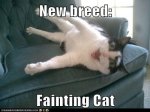 fainting cat.jpeg