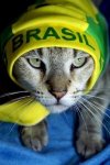 brasil cat.jpg