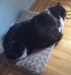 twocats1.jpg