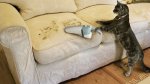cat-hair-vacuum-cleaner-hd-free-animals-wallpaper.jpg