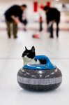 blue curling.jpg