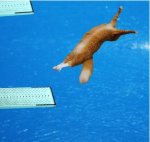 diving cat.jpg