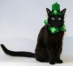 StPatsGreenCat.jpg