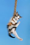 CAT-ropes.JPG