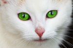 cat-with-green-eyes-871298226869aN0 (Custom).jpg