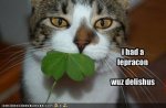 st paddy's cat.jpg
