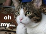 Oh My Cat.jpg