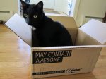 Cat_box_awesome.jpg