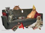 wild cat party.jpg