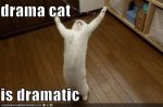 drama_cat.jpeg