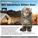 REI kitten gear.jpg