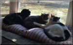 KittyPile.JPG