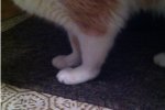 georgiefrontpaw.jpg
