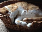 Eddie in a basket 1.jpg