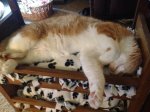 Eddie's doll bed.JPG