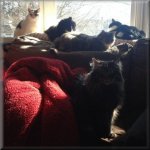 KittyCollectionFDMB.JPG