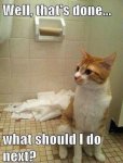 Cat-loves-toilet-paper.jpg