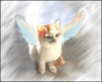 kitty angel.jpg