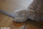 paws crossed.jpg