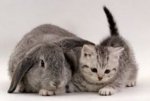 Bunny w gray kitty.JPG