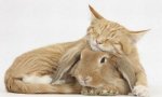 Kitty sleeping with bunnyMB.jpg