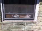 tinywindow.jpg