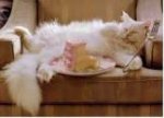 Birthday cake cat.jpg