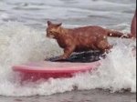surfing-cat-6407.jpg