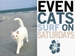 cat-surfer.jpg