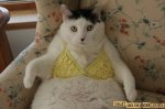 flat yellow cat.jpg