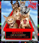 cat-a-coaster.gif