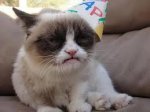 grumpy party cat.jpg
