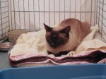 Cocobella Chillin' FDMB.jpg
