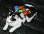 Toolbelt Harley2.jpg