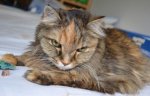 lucy1.jpg