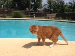 turnup pool.jpg
