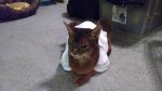 Sasha t-shirt II.jpg