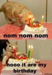 Birthday_Cat (Custom) (2).jpg