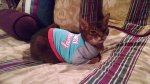 Sasha's second t-shirt.jpg
