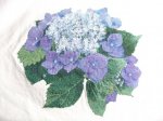 Resized0212BlueLacecapHydrangeaCompleted.JPG