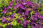 14793871-climbing-vine-of-purple-clematis-flowers.jpg