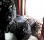 kitties2smaller.jpg