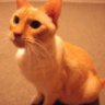 SunCat