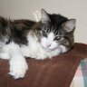 kitcat